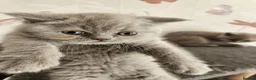 British Shorthair cats for sale: British shorthair kittens ready to leave now  - Advert 14