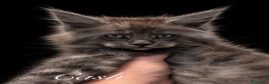 Maine Coon 5