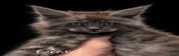 Maine Coon cats for sale: 9 STUNNING BLACK SMOKE MAINE COON CUBS  - Advert 30