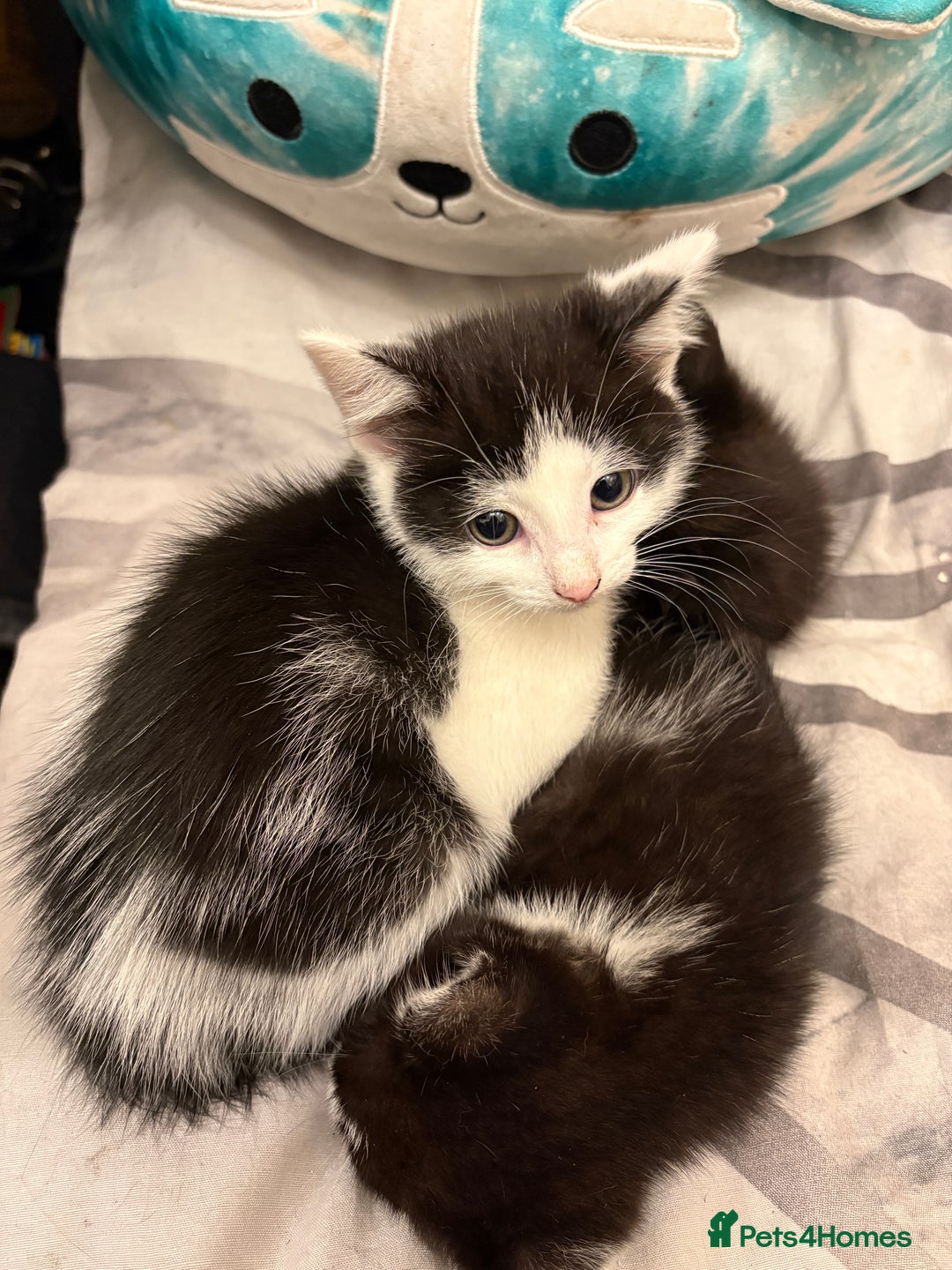 Mixed Breed cats for sale: Kittens  - Image 14