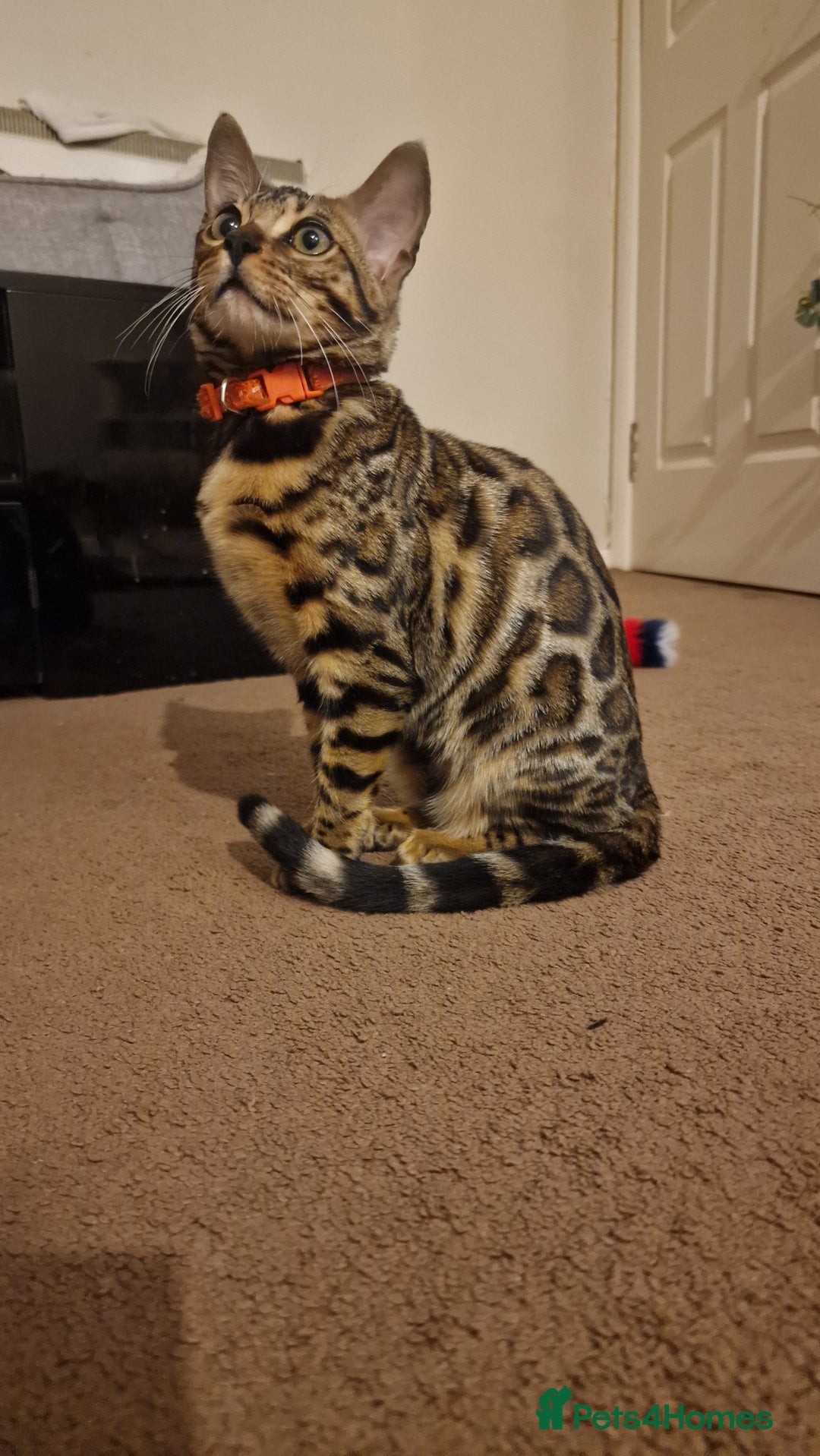 Bengal cats for sale:  🌟 Stunning Bengal Kittens  🌟 🥰🥰 - Image 9