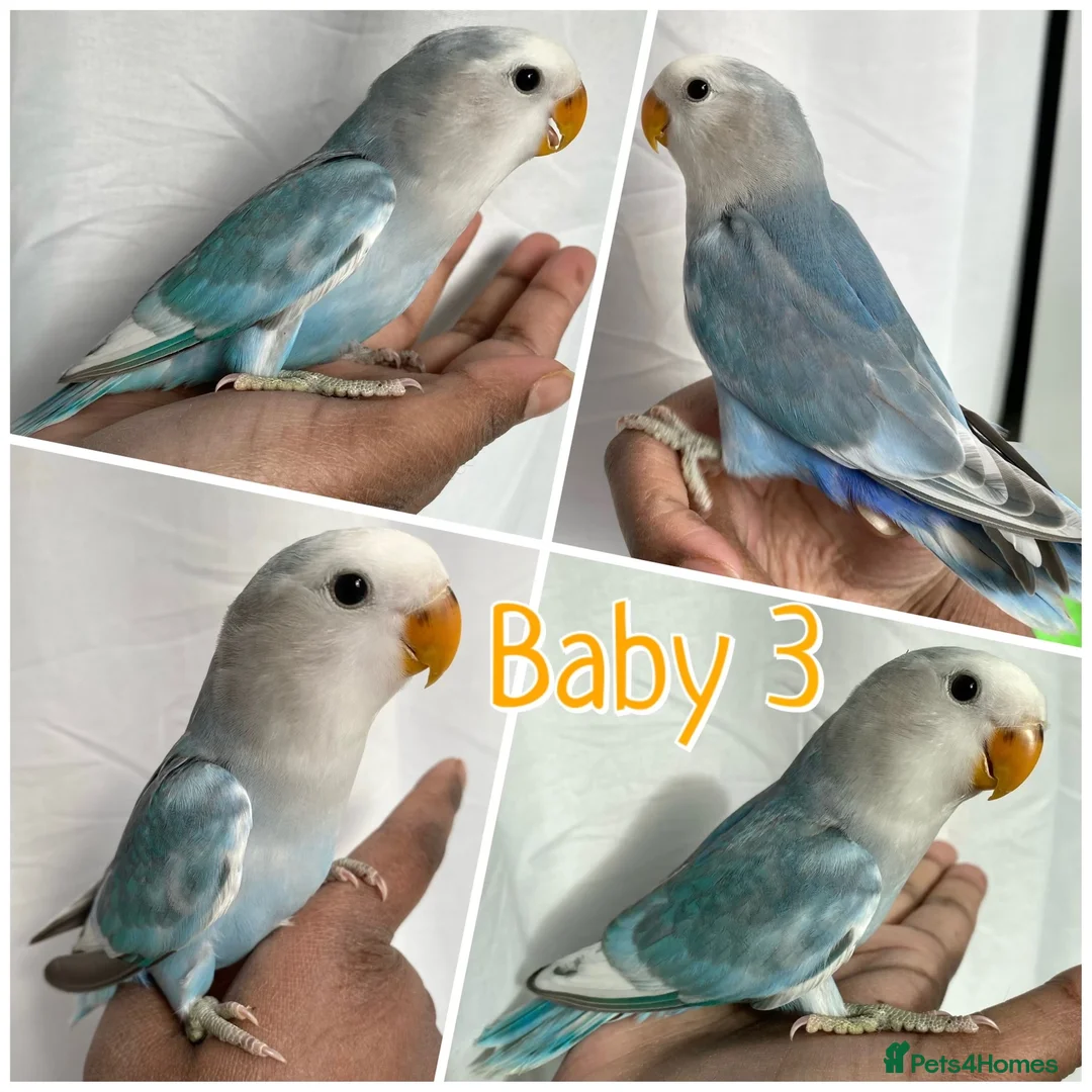 Lovebirds birds for sale: 8 week baby lovebirds for sale  - Advert 1