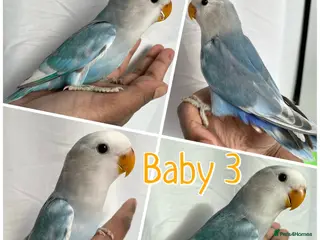 Lovebirds birds 8 week baby lovebirds for sale - Advert 1