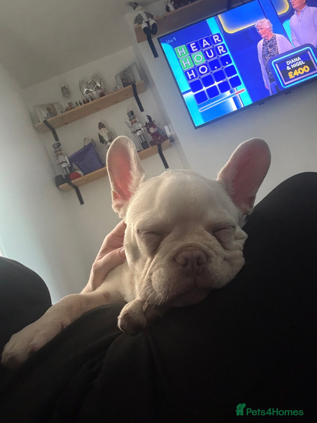 French Bulldog dogs for sale: Platinum French bulldog male - Advert 2