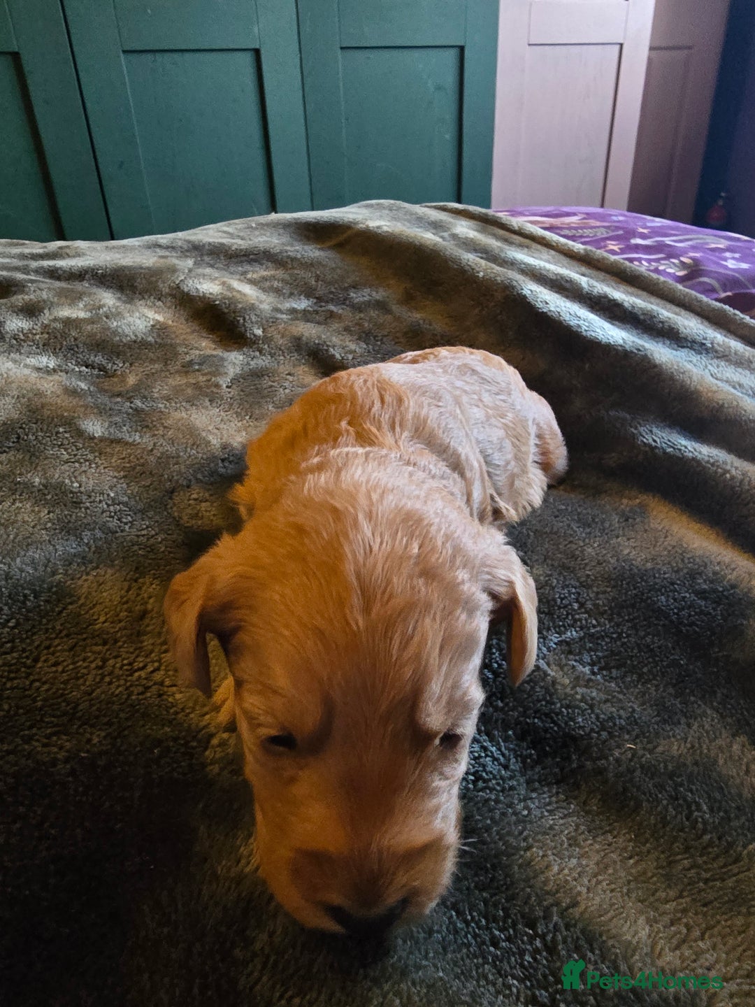 Labradoodle dogs for sale: Ready to go! gorgeous Teddy-Labradoodles - Advert 22