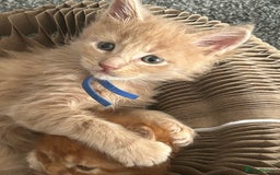 Maine Coon cats for sale: 1 boy is now available and 2 cream girls   - Image 11