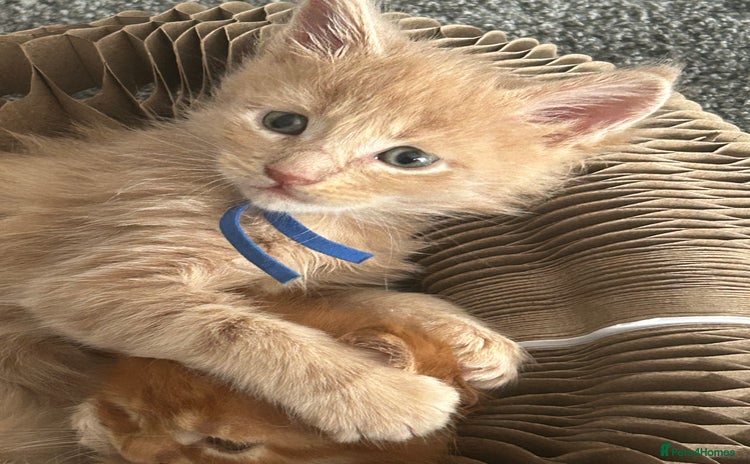 Maine Coon cats - Advert 3