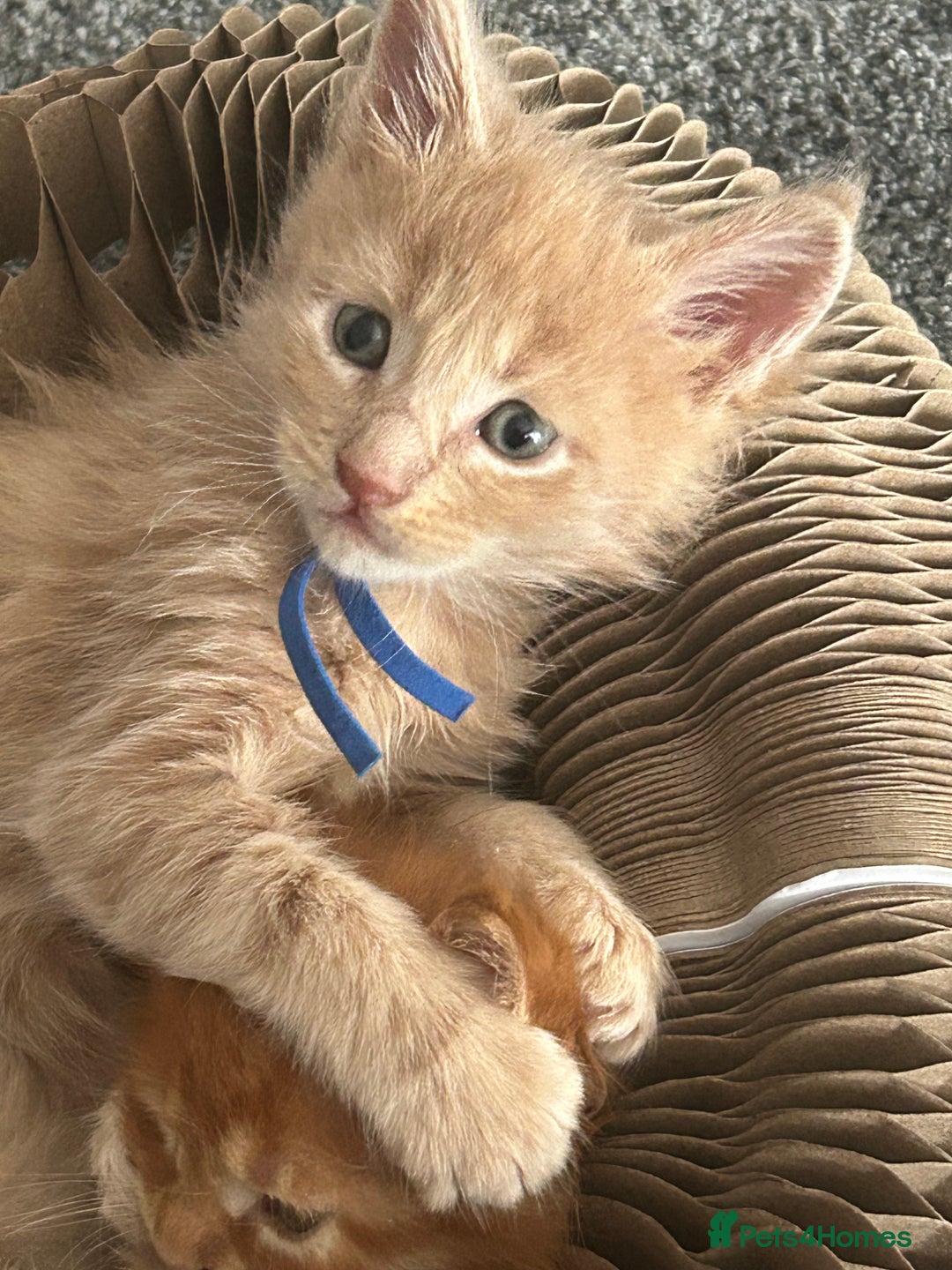 Maine Coon cats for sale: 1 boy is now available and 2 cream girls   - Image 11