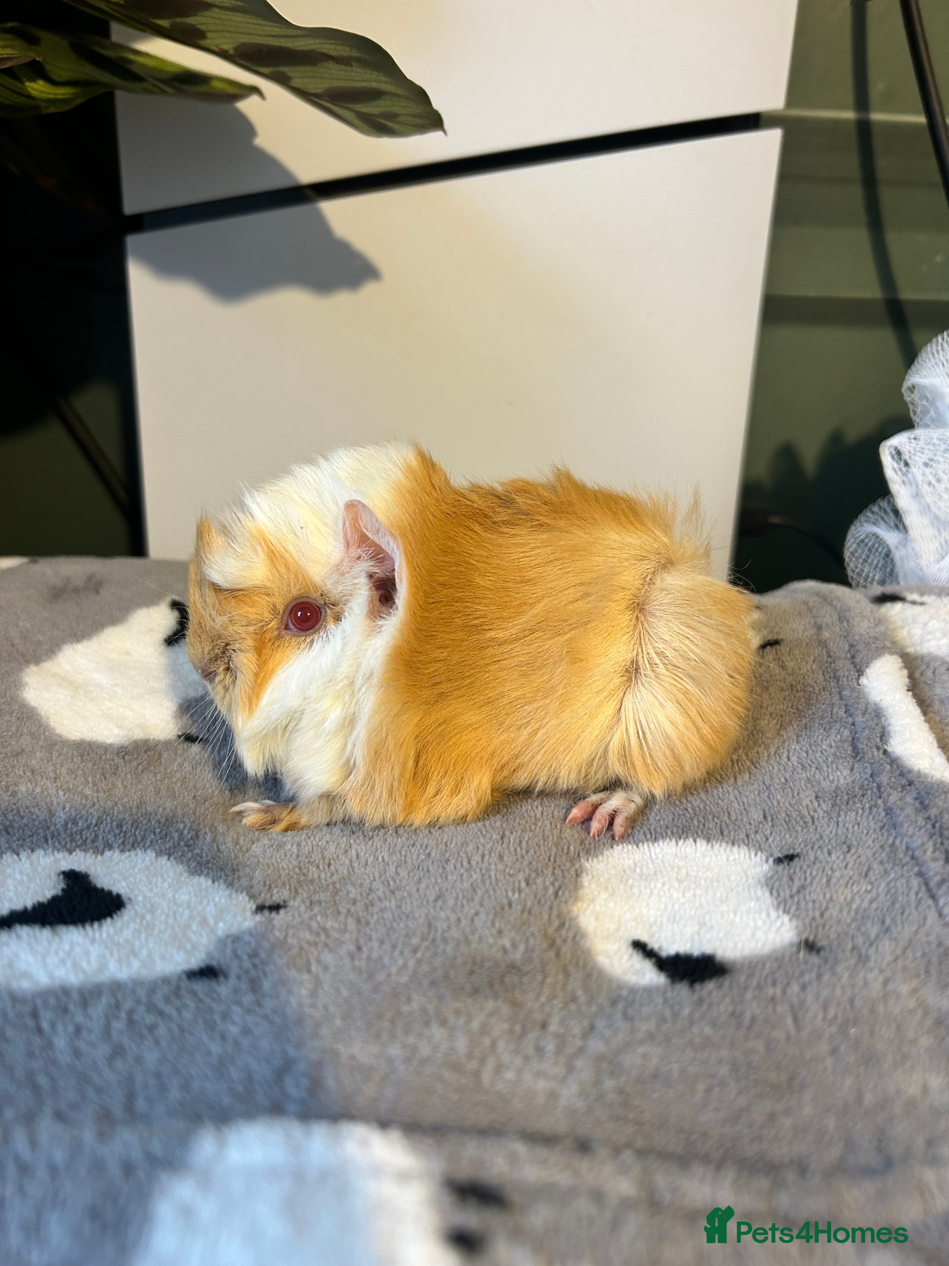 Guinea Pig rodents 2 pairs of sow Peruvian pure bred guineapigs  - Advert 1