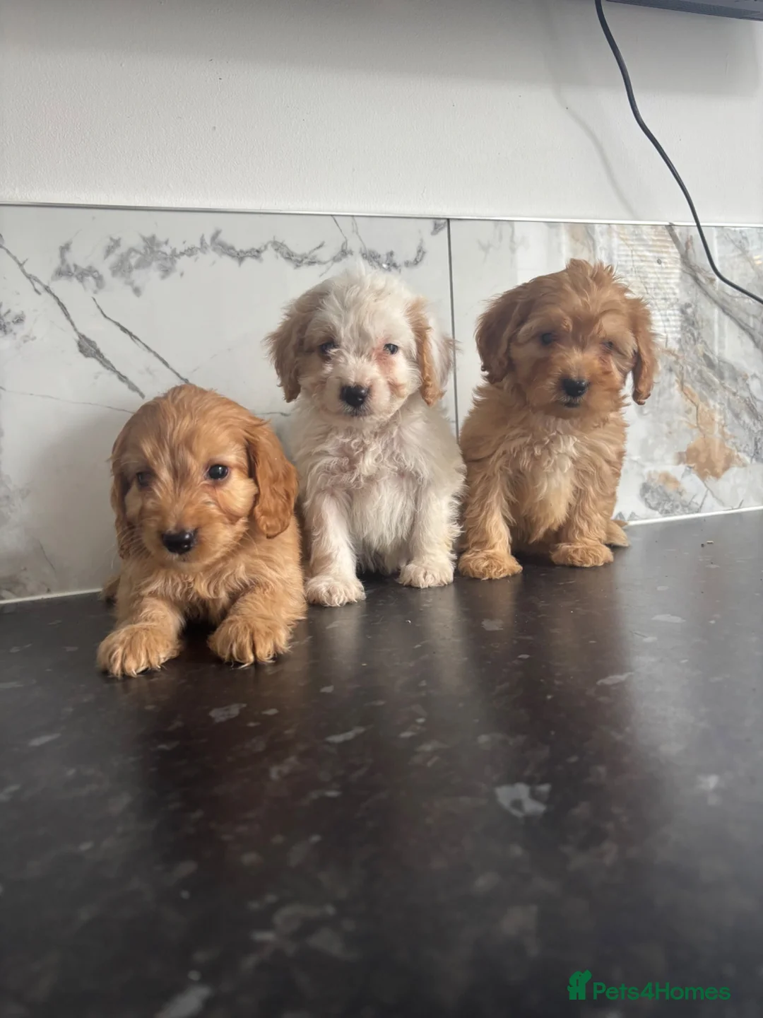 Maltipoo dogs for sale: Teddy bear maltipoo puppies  in Houghton le Spring - Advert 1