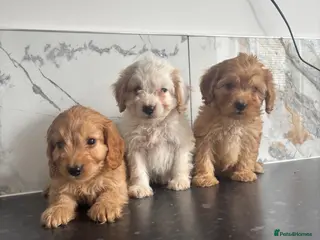 Maltipoo dogs Teddy bear maltipoo puppies - Advert 2