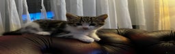 American Shorthair cats for sale: Adorable Tabby Kittens – Ready for Forever Homes - Advert 22