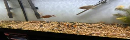 Other/Mixed Breed fish for sale: Fish tank and fish for sale - Advert 9