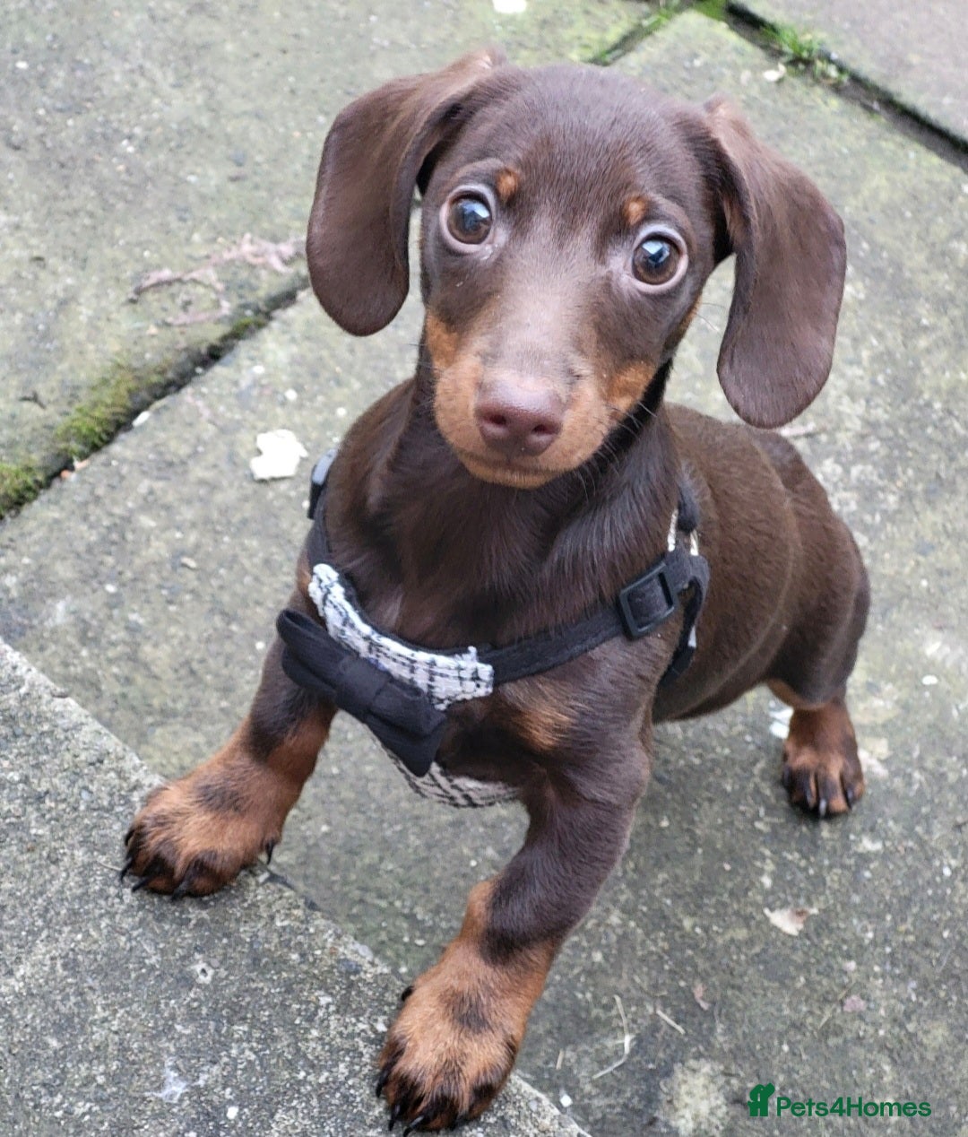 Miniature Dachshund dogs for stud: MINI DASCHUND FOR STUD - Advert 5