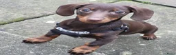Miniature Dachshund dogs for stud: MINI DASCHUND FOR STUD - Advert 5