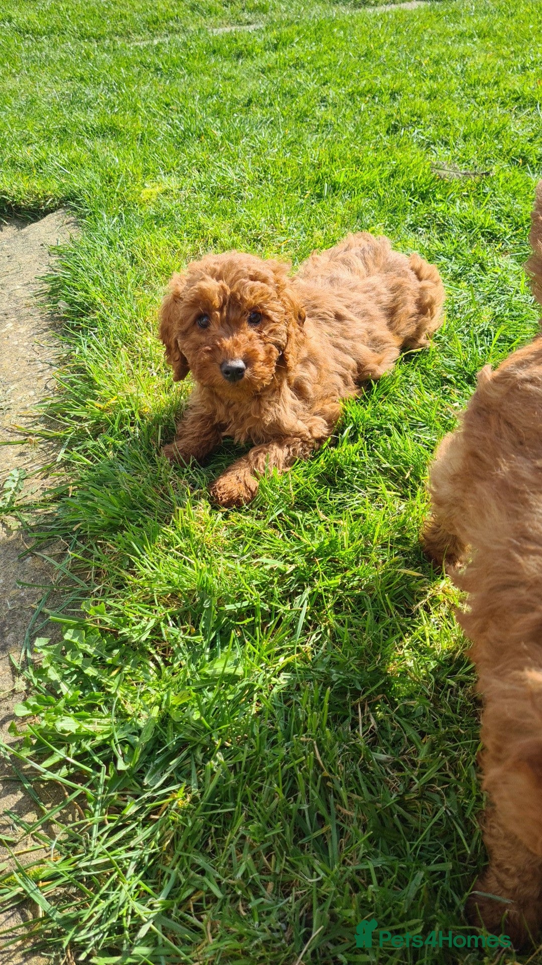 Miniature Poodle dogs Pure KC miniature poodles ready now! - Advert 1