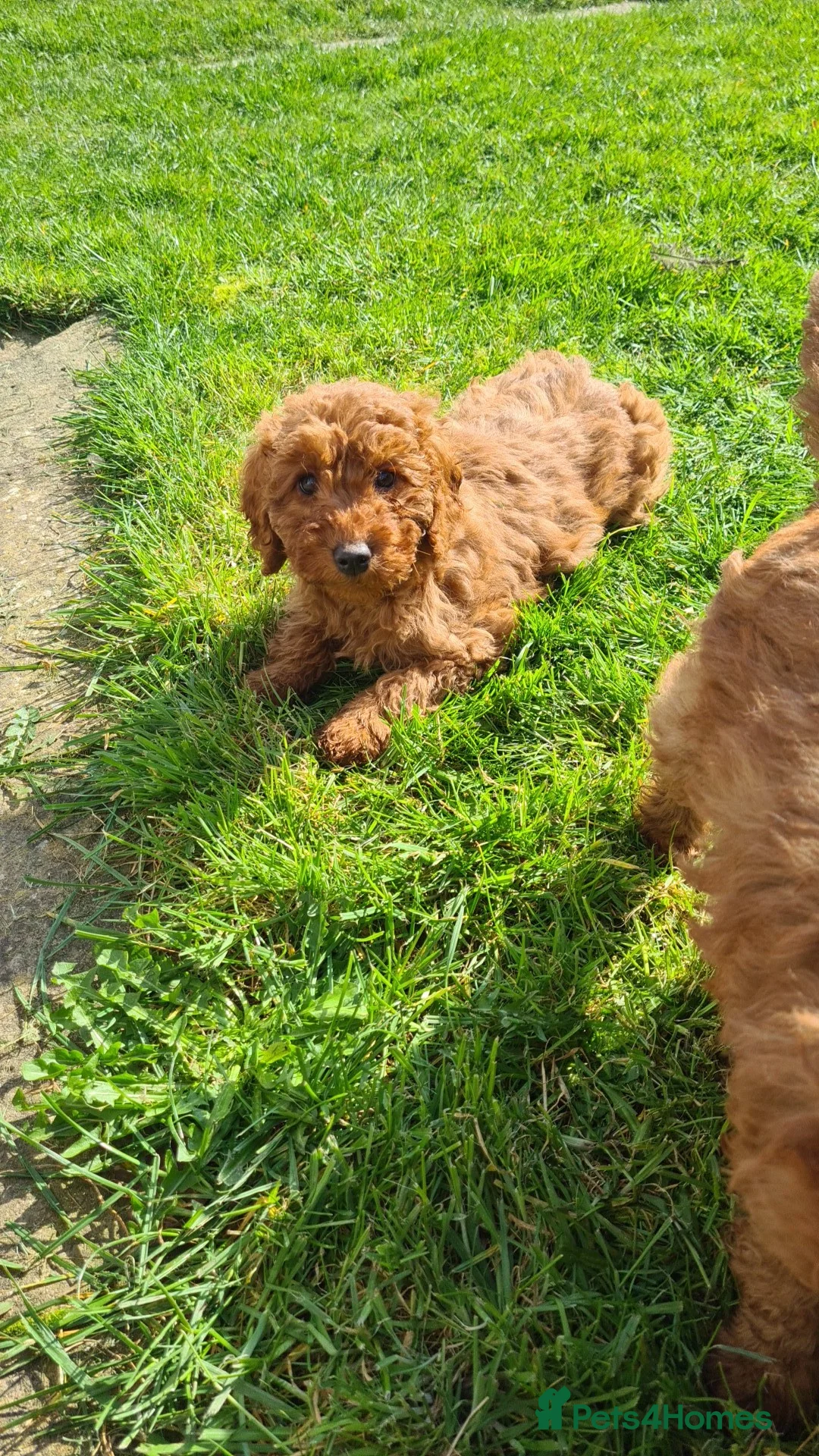 Miniature Poodle dogs for sale: Pure KC miniature poodles ready now! - Advert 1