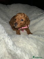 Cockapoo dogs Gorgeous F1b cockapoo puppies - Advert 14