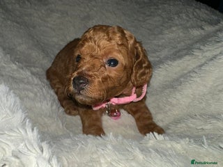 Cockapoo dogs Gorgeous F1b cockapoo puppies - Advert 3