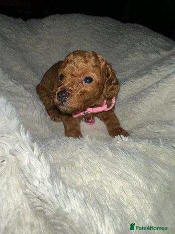 Cockapoo dogs Gorgeous F1b cockapoo puppies - Advert 1