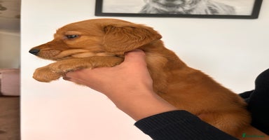 Golden Retriever dogs - Advert 2