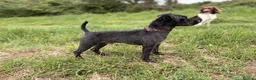 Patterdale Terrier dogs for stud: Compact, Strong, Proven - Advert 4