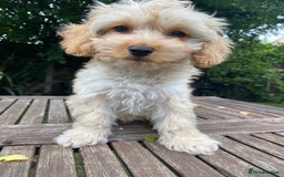 Cockapoo dogs for sale: F1 Teddy bear Cockapoo girl.SOLD. - Image 2