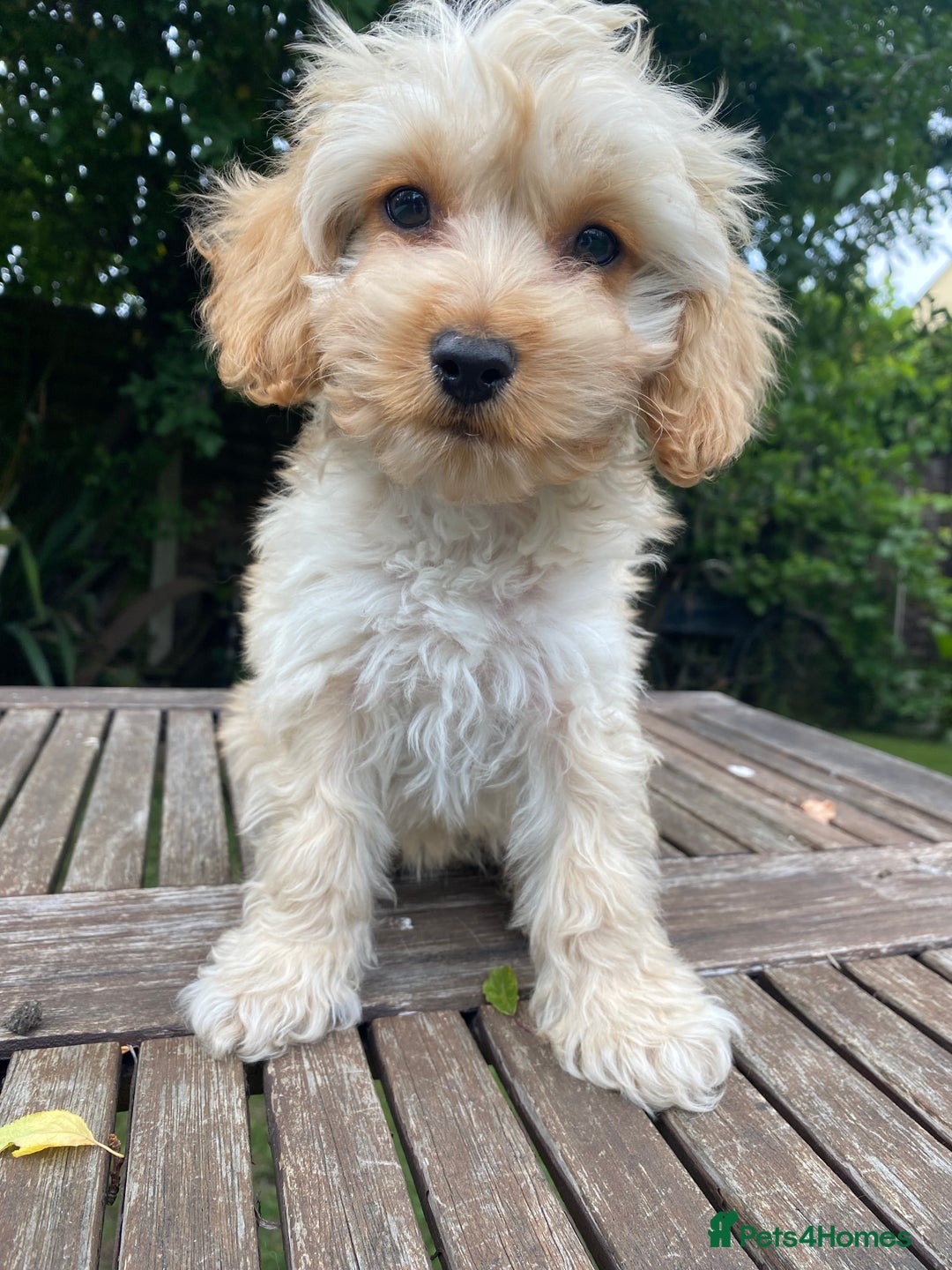 Cockapoo dogs for sale: F1 Teddy bear Cockapoo girl.SOLD. - Image 2