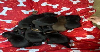 Dobermann dogs - Advert 11