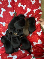 Dobermann dogs - Advert 3