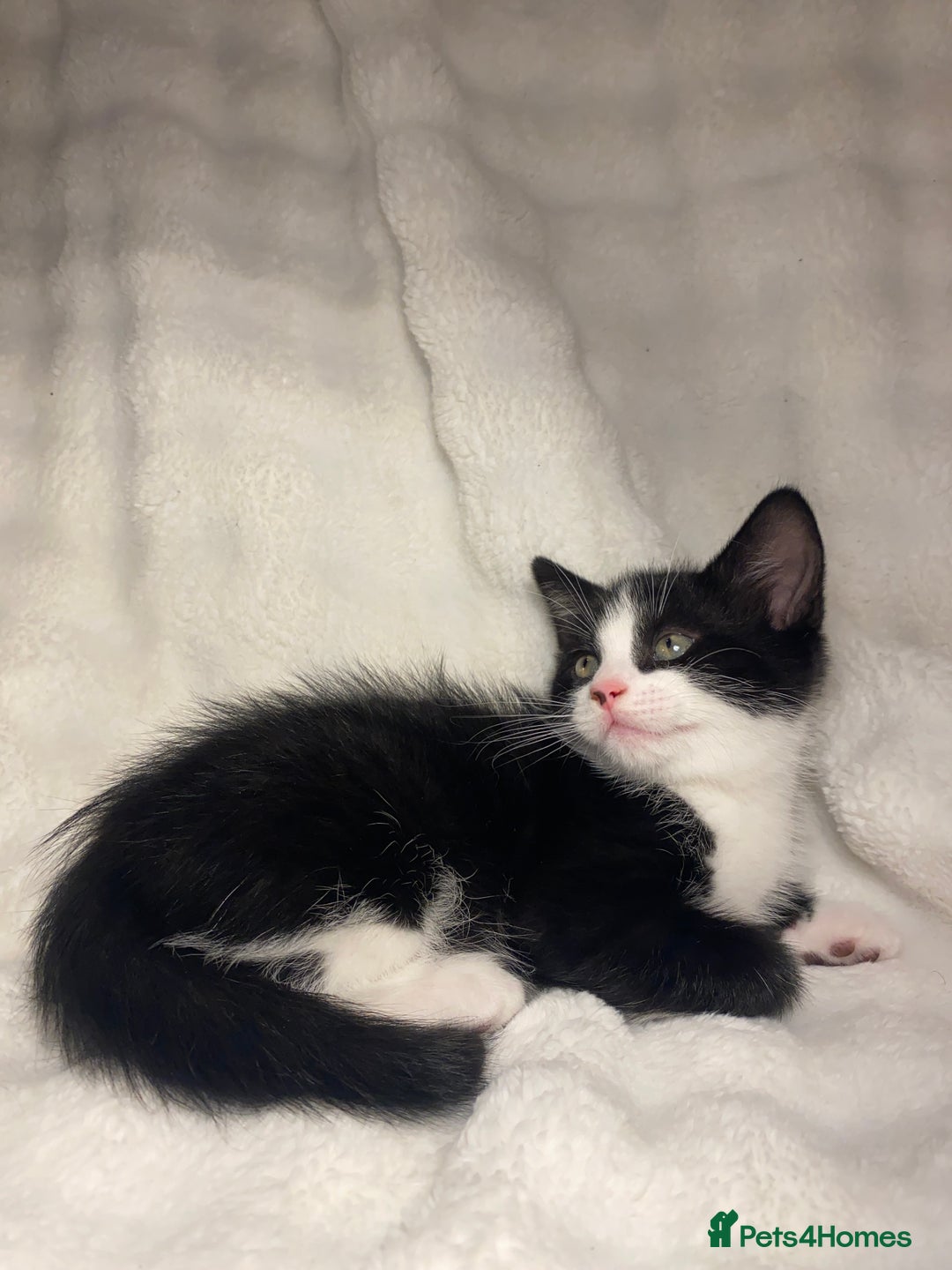 Mixed Breed cats for sale: 2 Adorable Kittens Awaiting Their Forever Home🏡 - Advert 4