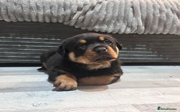 Rottweiler dogs for sale: Beautiful KC registered Rottweiler puppies  - Image 15