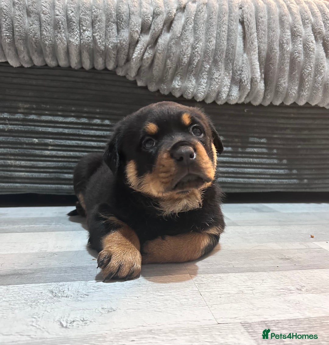 Rottweiler dogs for sale: Beautiful KC registered Rottweiler puppies  - Image 15