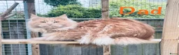 Maine Coon cats for sale: Beautiful Maine Coon Kittens-Ready Soon - Advert 34