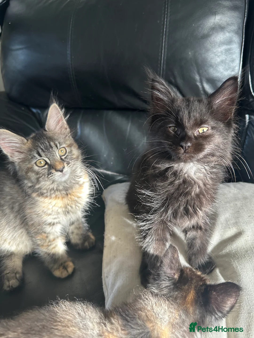 Maine Coon cats for sale: Maincoone kittens  - Advert 3