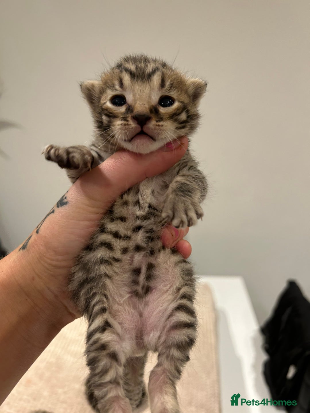 Savannah cats for sale: 5 f3 savannah  - Advert 5