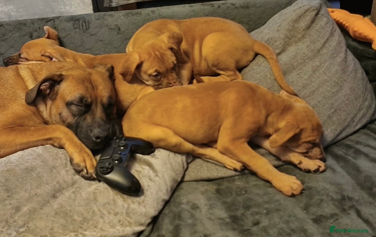 Mixed Breed dogs Mix boxer / staff  - Advert 2