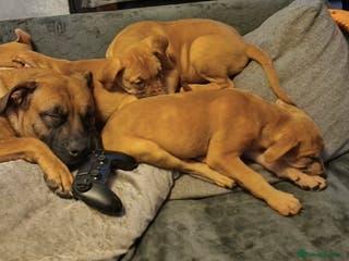 Mixed Breed dogs Mix boxer / staff - Advert 3