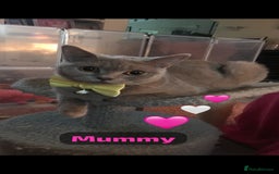 British Shorthair cats for sale: 7 stunning British shorthair cross kittens🩷🩵 - Image 5