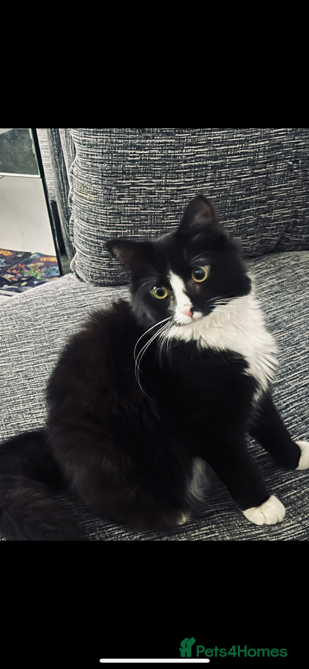 Mixed Breed cats One Female One male - Advert 1