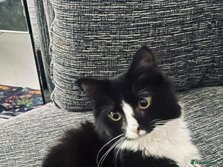 Mixed Breed cats One Female One male - Advert 7