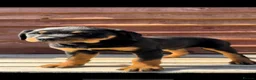 Rottweiler dogs for sale: Rottweiler pups £1250 - Advert 7