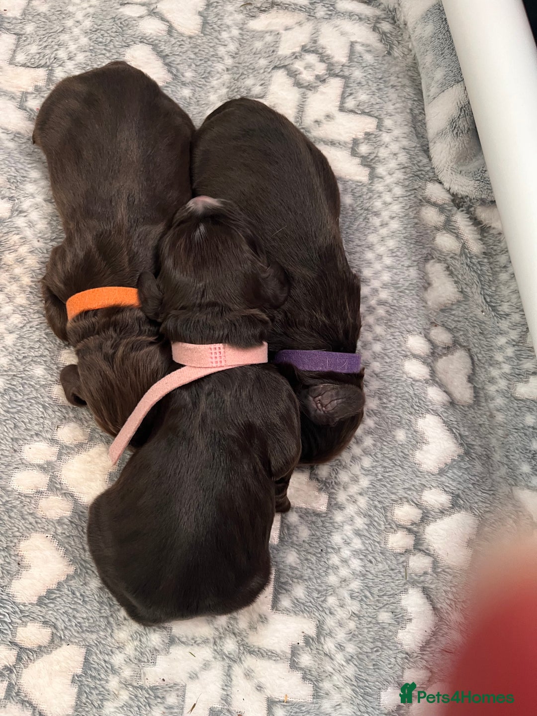 Cocker Spaniel dogs for sale: Beautiful Cocker Spaniel puppies for sale - Advert 4