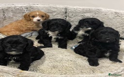 Cavapoo dogs for sale: Waiting list open for cavapoo puppies  - Image 1