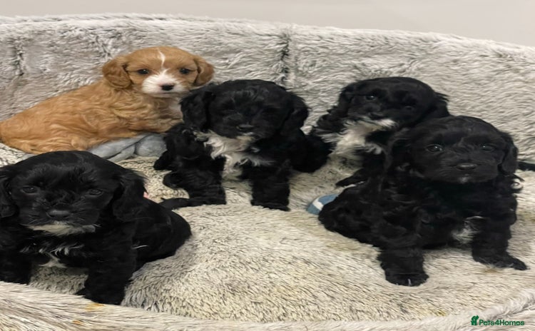 Cavapoo dogs - Advert 1