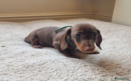 Miniature Dachshund dogs for sale: Gorgeous Mini Smooth Dachshunds Ready Now - Image 24