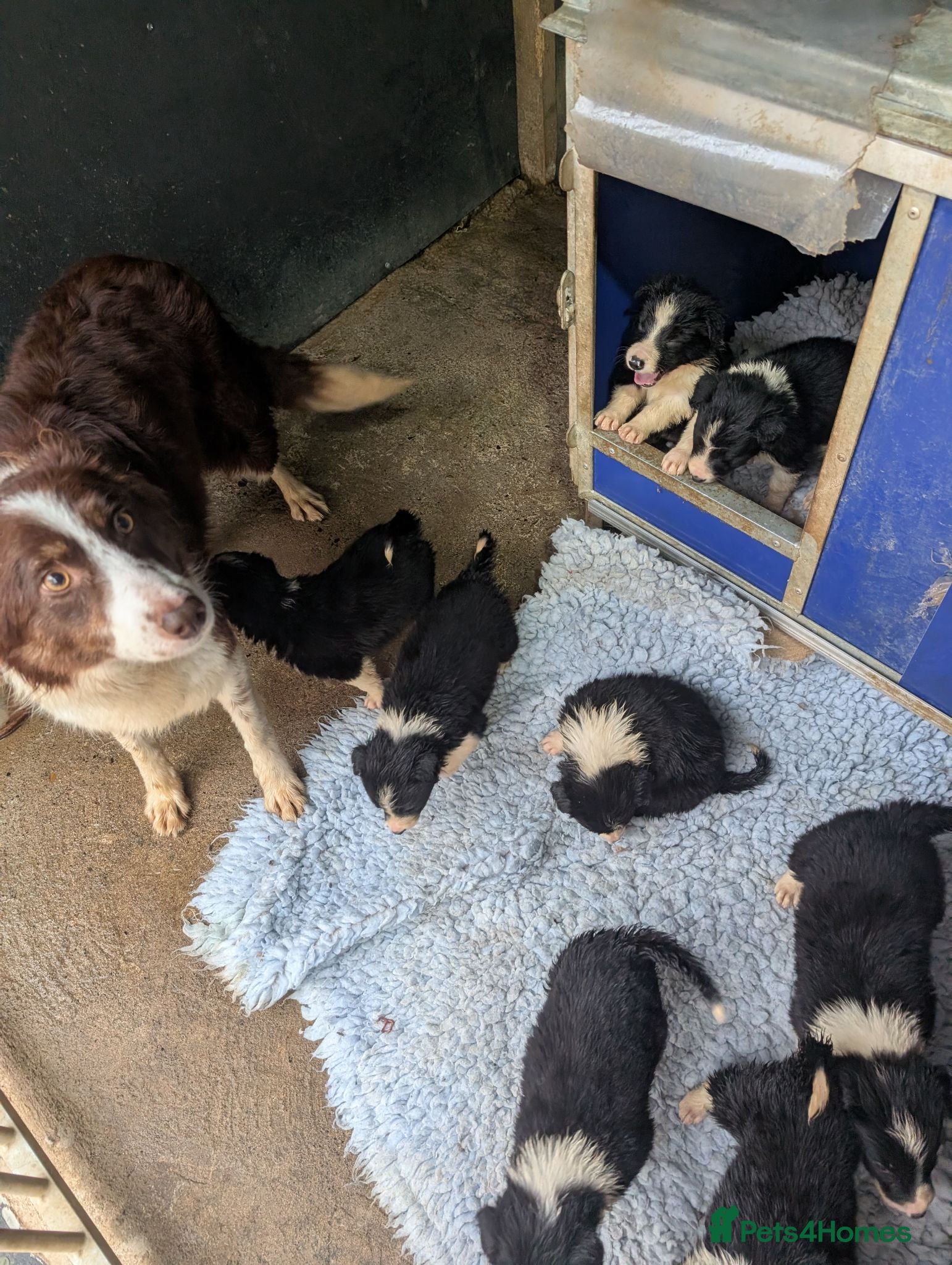 Border Collie dogs Beautiful isds registered puppies  - Advert 2