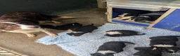Border Collie dogs for sale: Beautiful isds registered puppies  - Advert 2