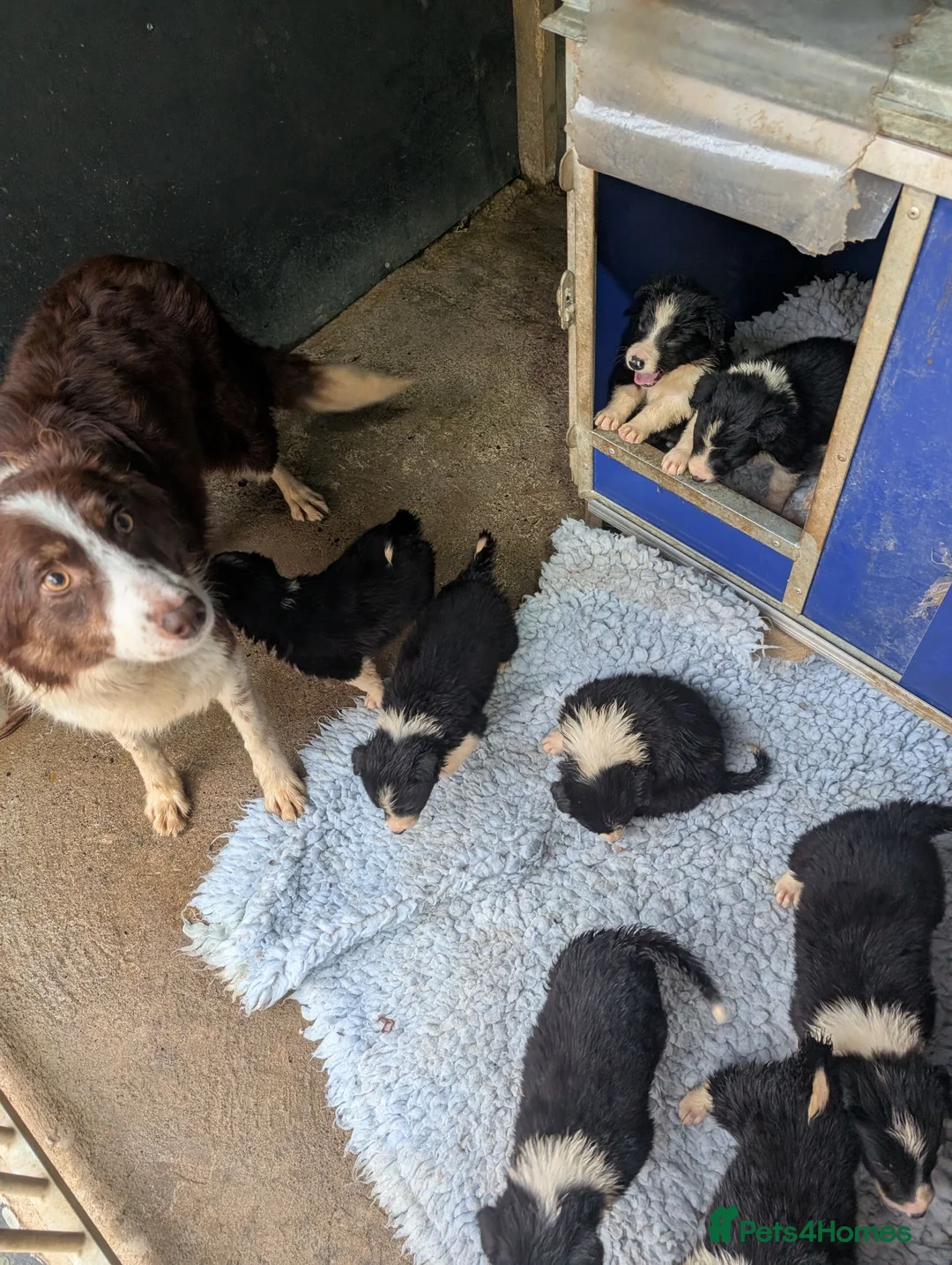Border Collie dogs for sale: Beautiful isds registered puppies  - Advert 2