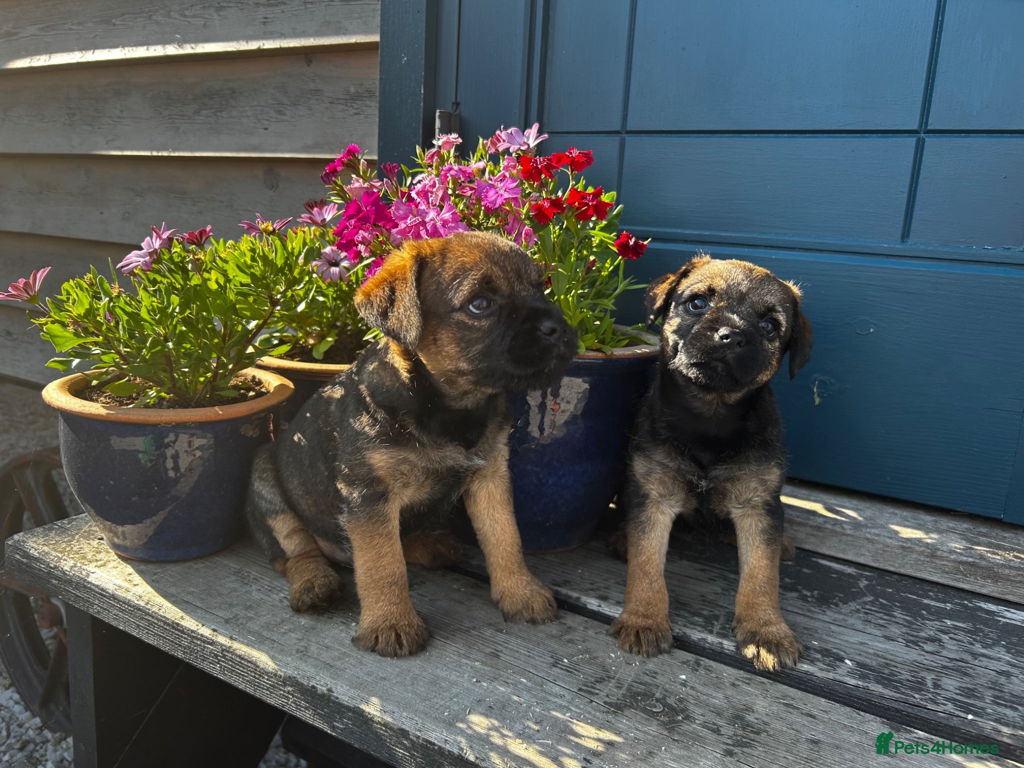 Border Terrier dogs Border Terrier Puppies  - Advert 7